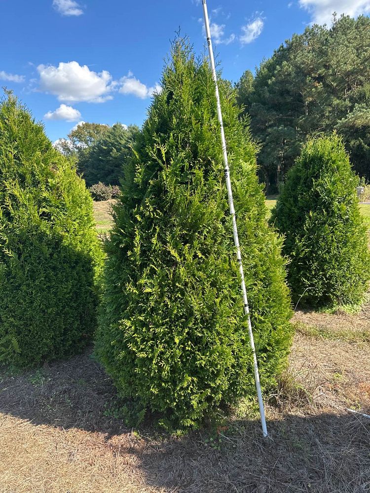 thuja-occidentalis-elegantissima-arborvitae-gold-tip-false-white-cedar