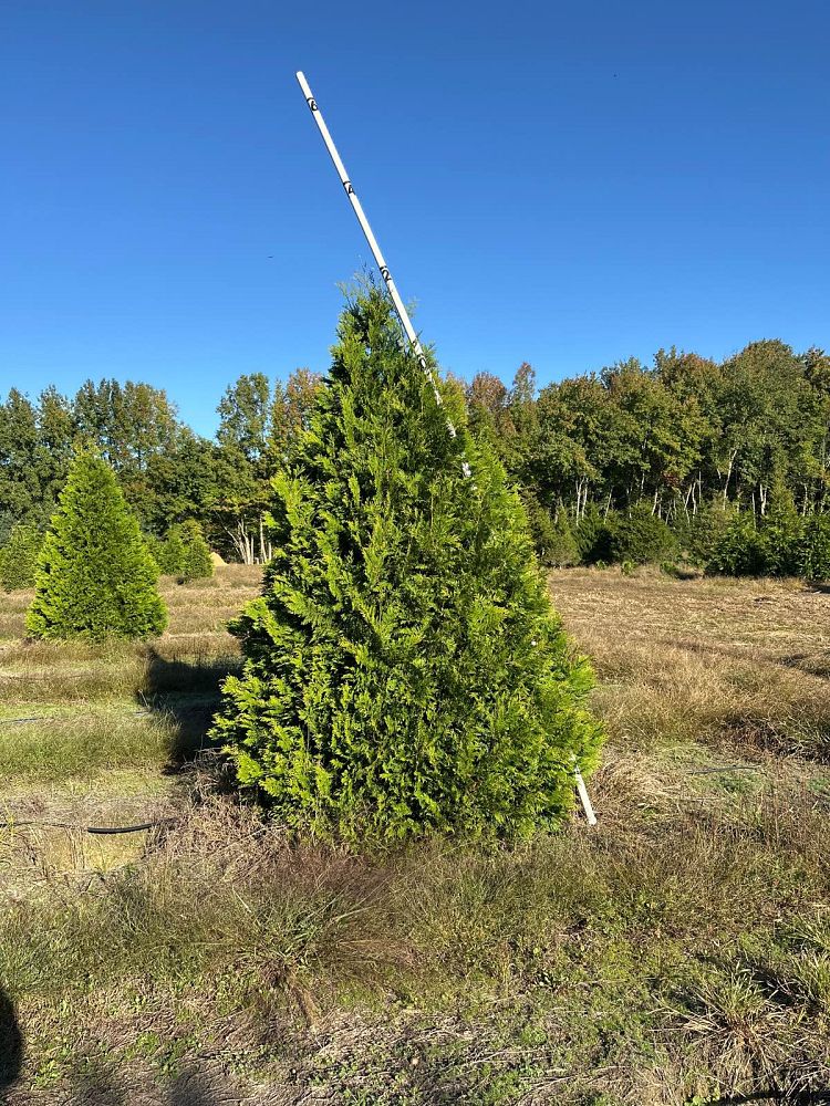 thuja-occidentalis-elegantissima-arborvitae-gold-tip-false-white-cedar