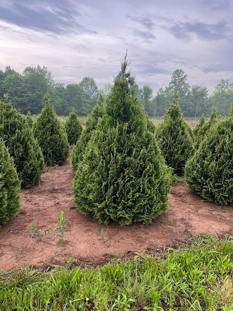 thuja-occidentalis-elegantissima-arborvitae-gold-tip-false-white-cedar
