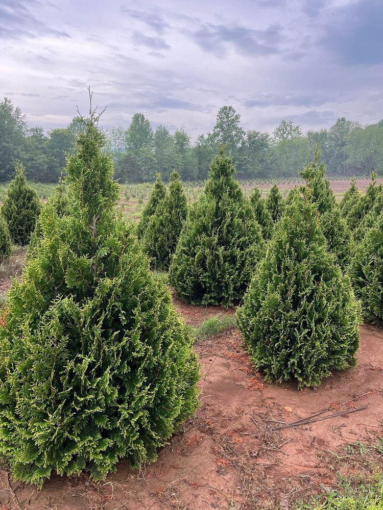 thuja-occidentalis-elegantissima-arborvitae-gold-tip-false-white-cedar