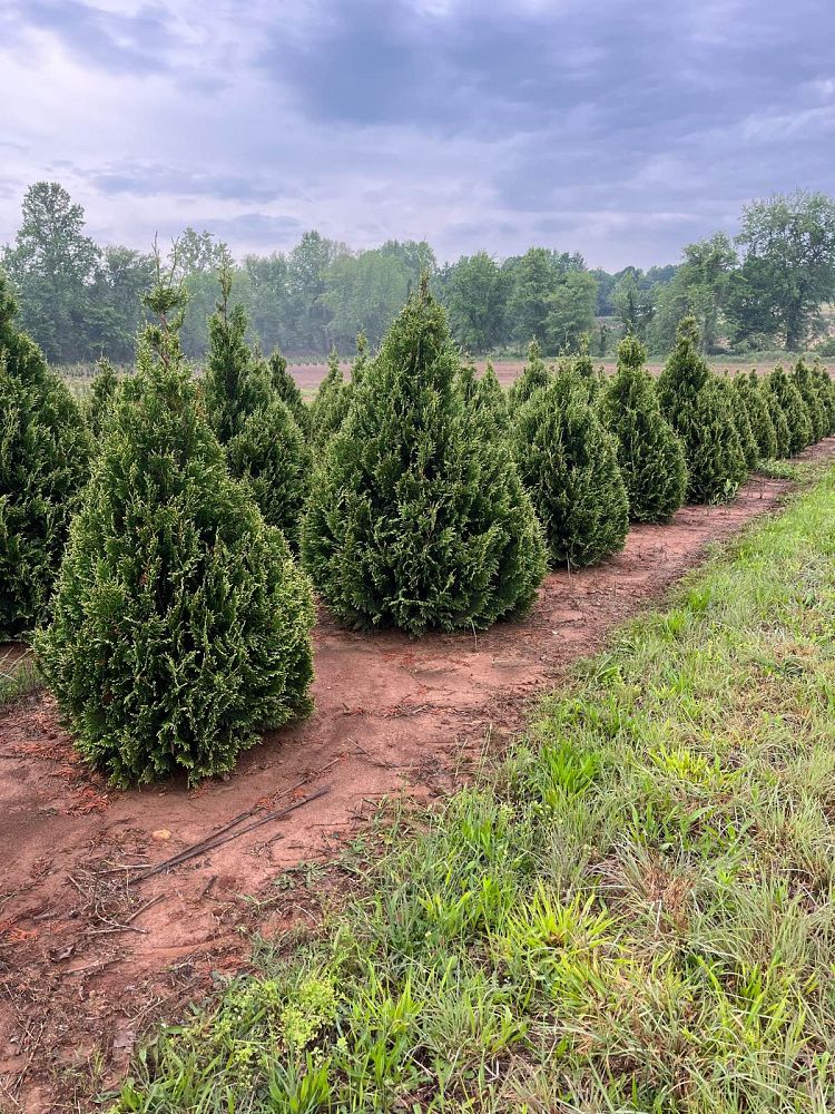 thuja-occidentalis-elegantissima-arborvitae-gold-tip-false-white-cedar