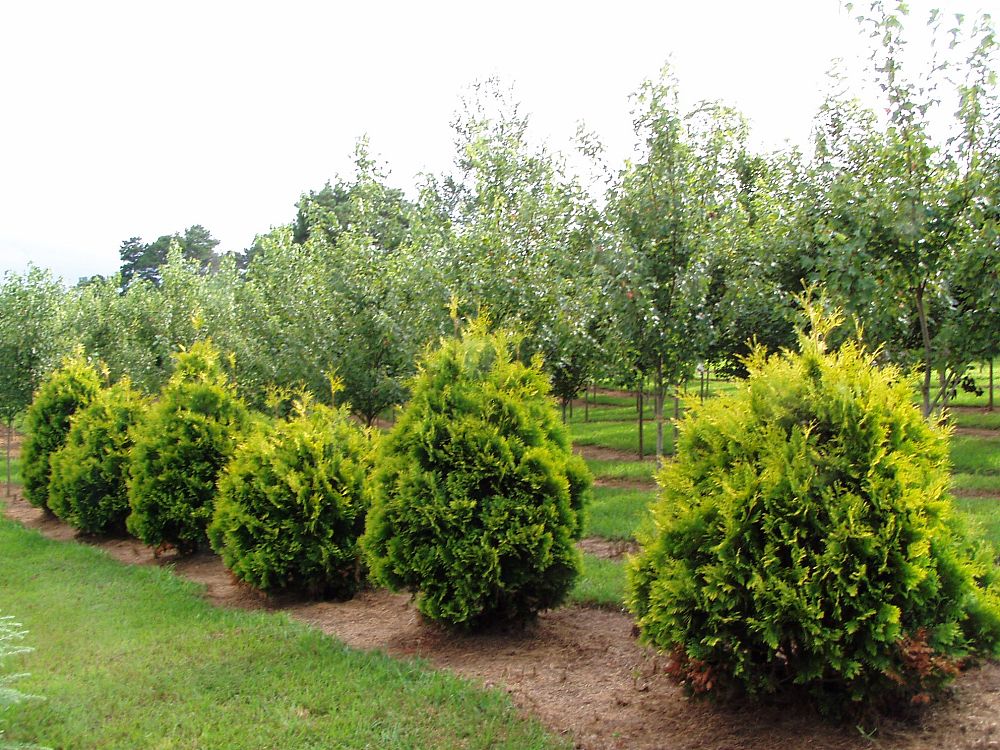 thuja-occidentalis-george-peabody-arborvitae-false-white-cedar