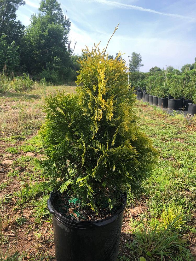 thuja-occidentalis-george-peabody-arborvitae-false-white-cedar
