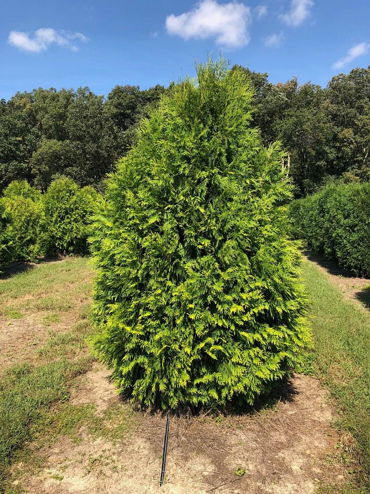 thuja-occidentalis-george-peabody-arborvitae-false-white-cedar