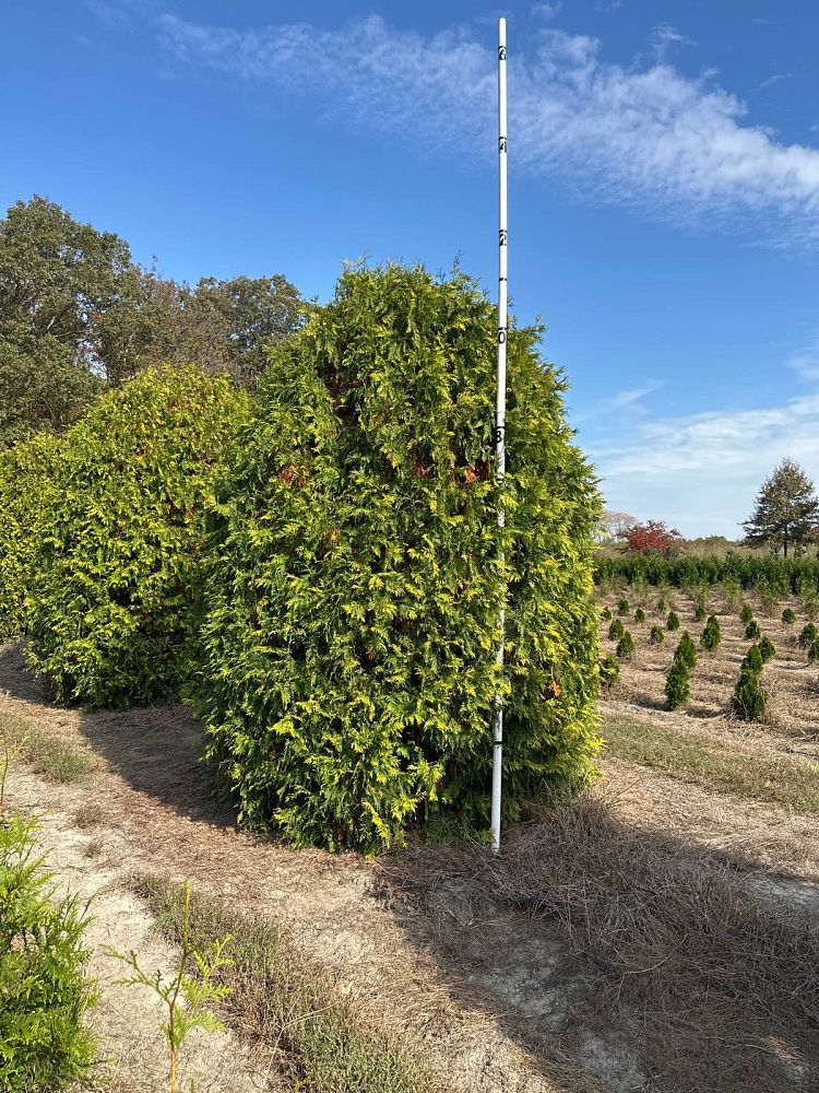thuja-occidentalis-george-peabody-arborvitae-false-white-cedar