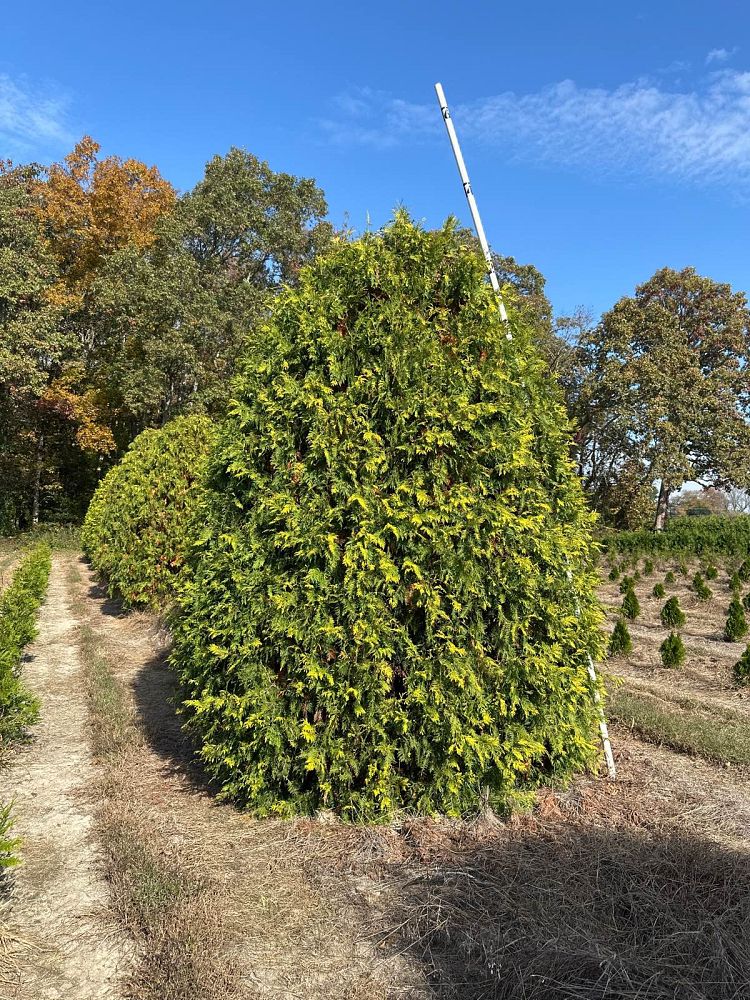 thuja-occidentalis-george-peabody-arborvitae-false-white-cedar