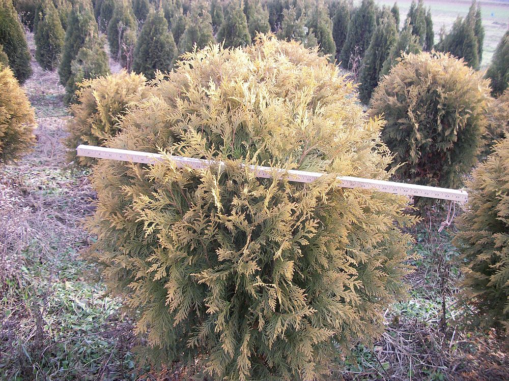 thuja-occidentalis-golden-globe-arborvitae-false-white-cedar