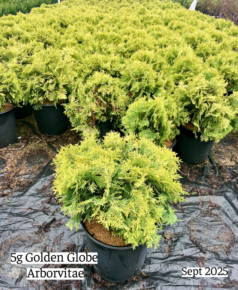 thuja-occidentalis-golden-globe-arborvitae-false-white-cedar