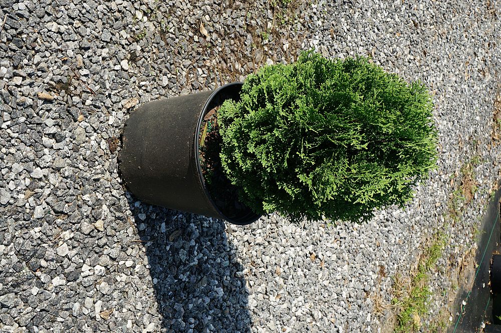 thuja-occidentalis-hetz-midget-arborvitae-false-white-cedar