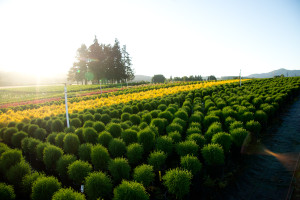 thuja-occidentalis-hetz-midget-arborvitae-false-white-cedar