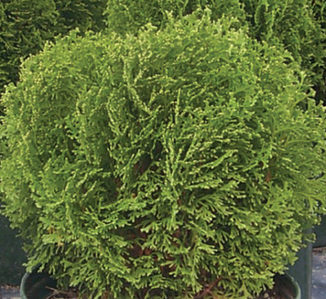 thuja-occidentalis-hetz-midget-arborvitae-false-white-cedar