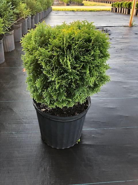 thuja-occidentalis-hetz-midget-arborvitae-false-white-cedar