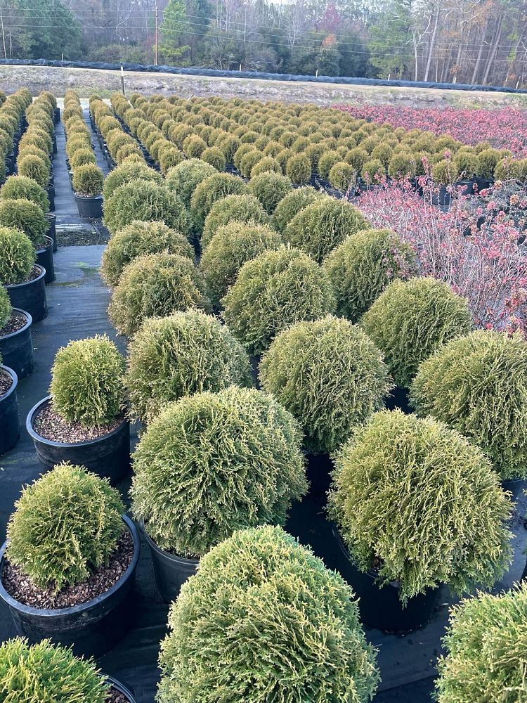 thuja-occidentalis-hetz-midget-arborvitae-false-white-cedar