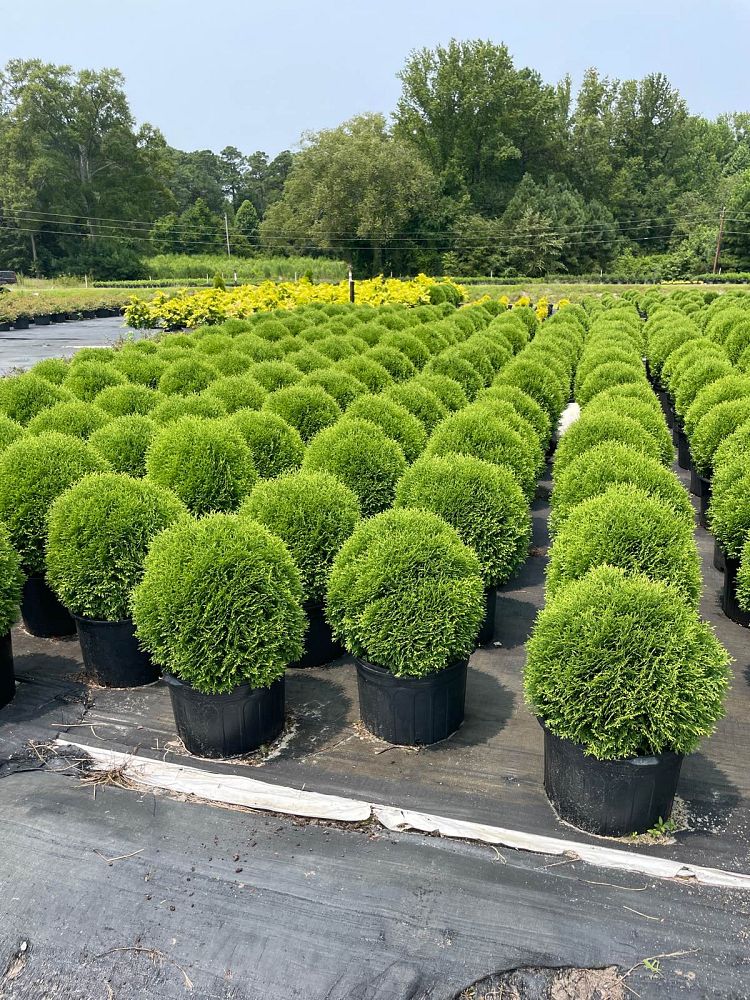 thuja-occidentalis-hetz-midget-arborvitae-false-white-cedar