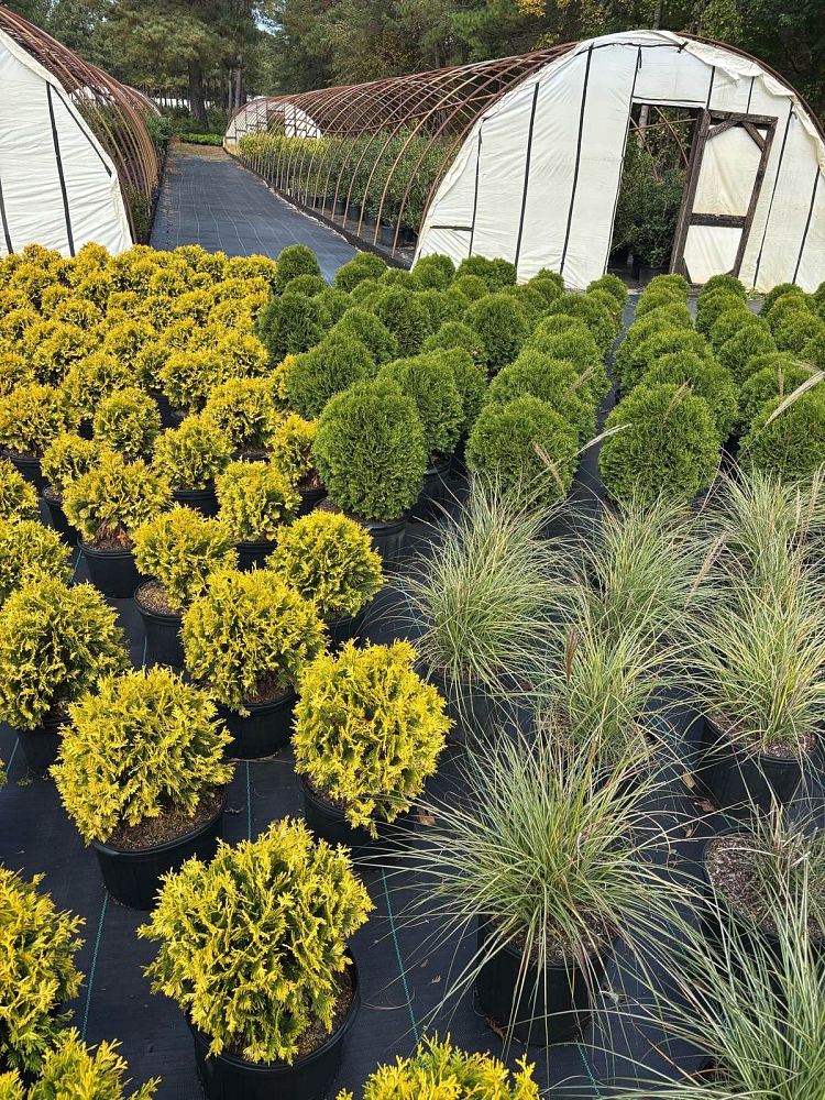 thuja-occidentalis-hetz-midget-arborvitae-false-white-cedar