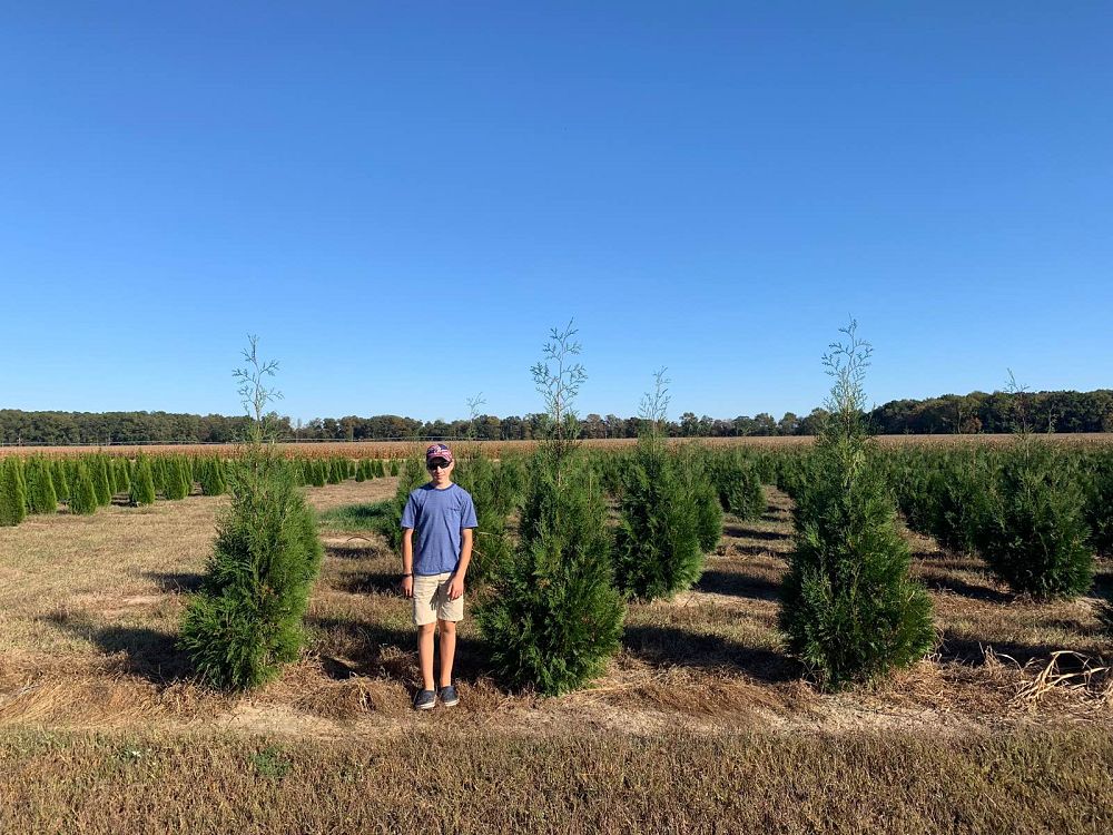 thuja-occidentalis-hetz-wintergreen-arborvitae-false-white-cedar