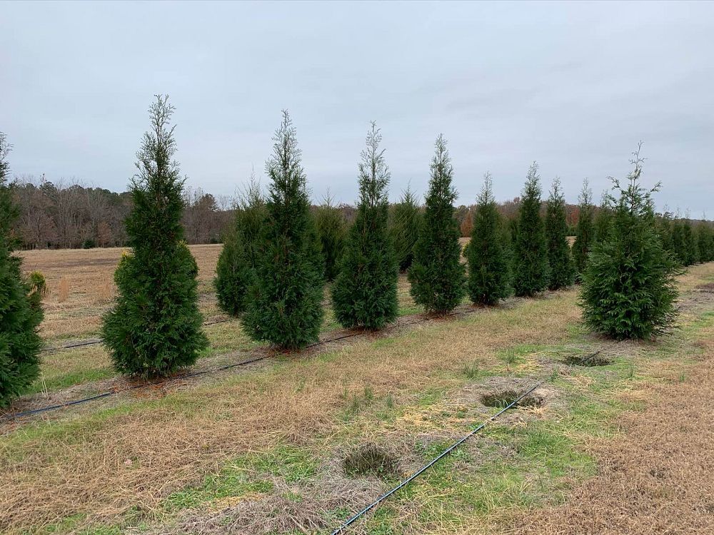 thuja-occidentalis-hetz-wintergreen-arborvitae-false-white-cedar