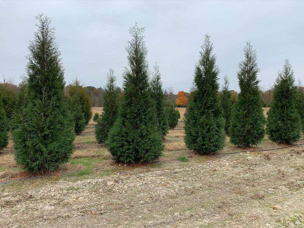 thuja-occidentalis-hetz-wintergreen-arborvitae-false-white-cedar