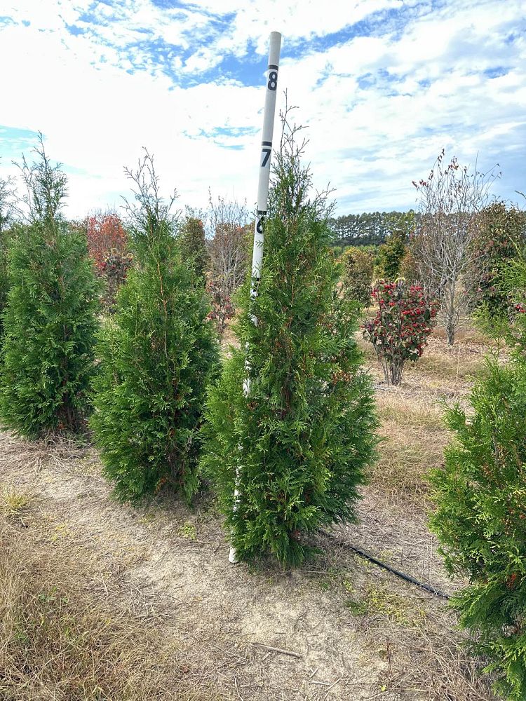 thuja-occidentalis-hetz-wintergreen-arborvitae-false-white-cedar