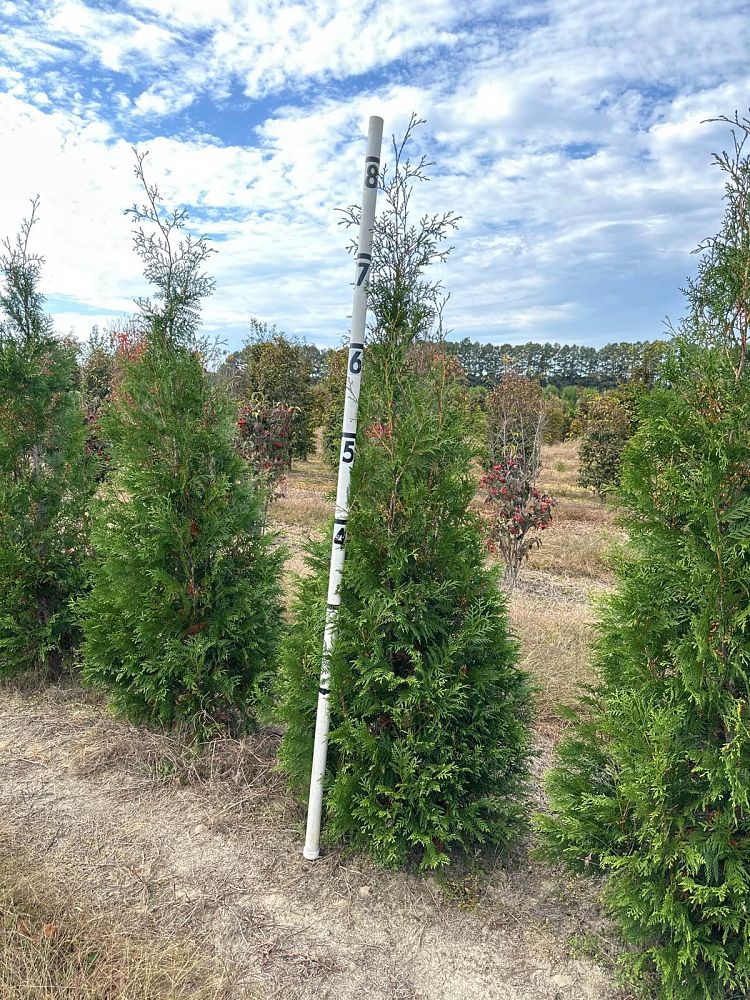 thuja-occidentalis-hetz-wintergreen-arborvitae-false-white-cedar