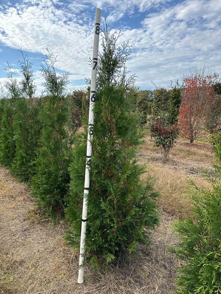 thuja-occidentalis-hetz-wintergreen-arborvitae-false-white-cedar
