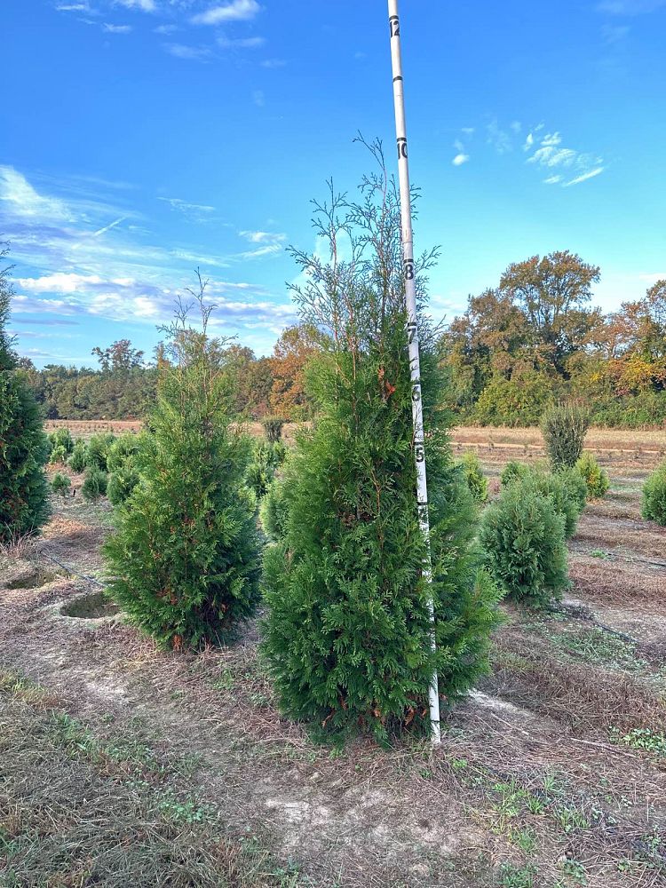 thuja-occidentalis-hetz-wintergreen-arborvitae-false-white-cedar
