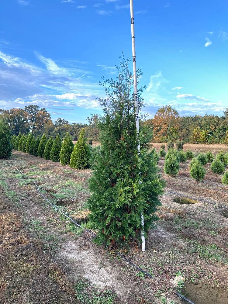thuja-occidentalis-hetz-wintergreen-arborvitae-false-white-cedar