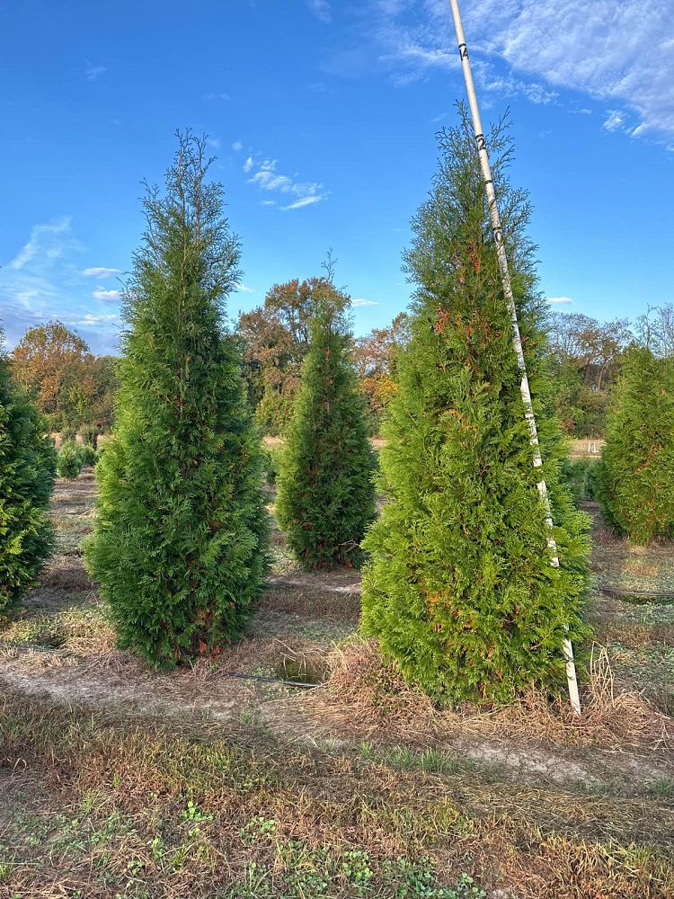 thuja-occidentalis-hetz-wintergreen-arborvitae-false-white-cedar