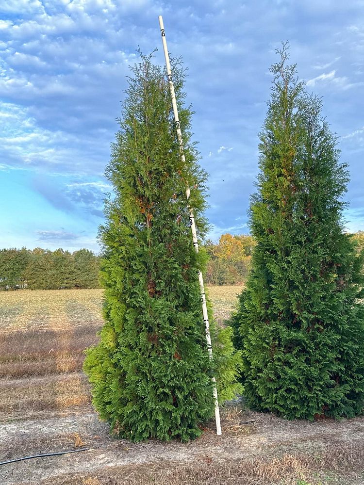 thuja-occidentalis-hetz-wintergreen-arborvitae-false-white-cedar
