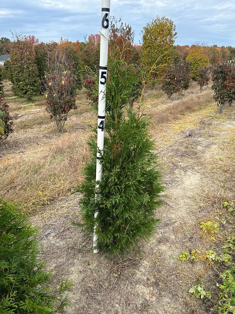 thuja-occidentalis-hetz-wintergreen-arborvitae-false-white-cedar