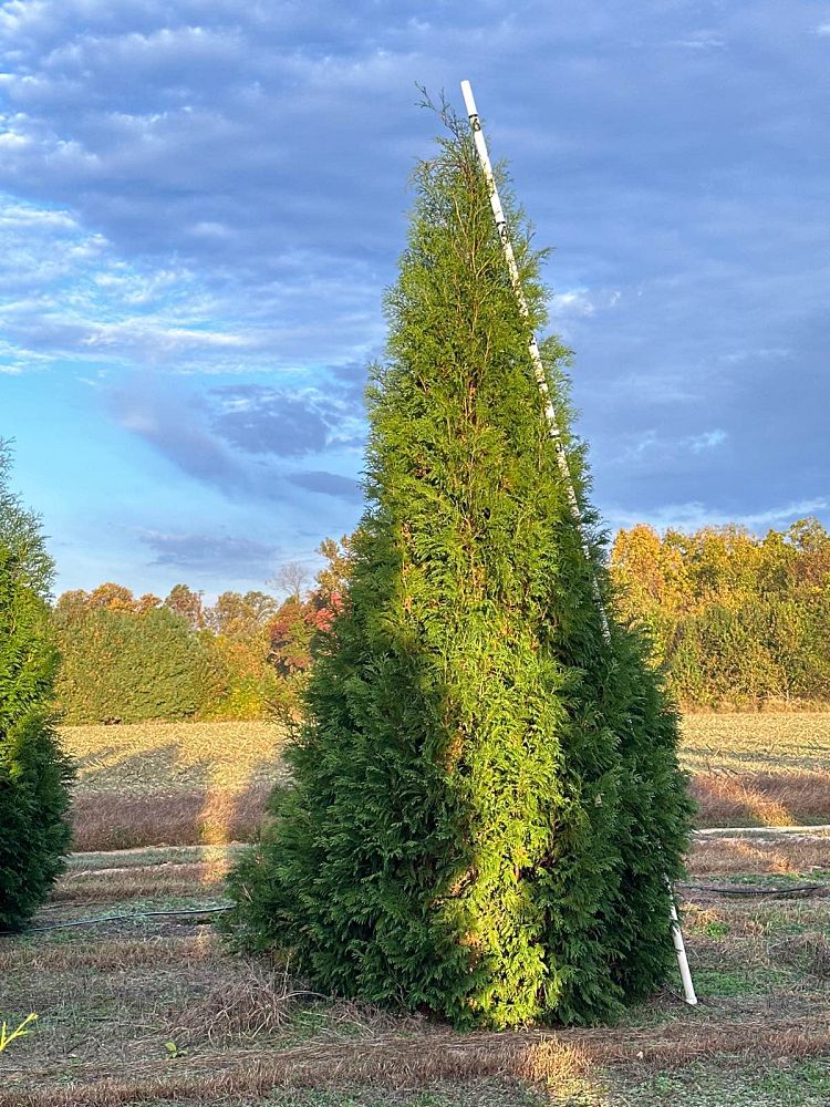 thuja-occidentalis-hetz-wintergreen-arborvitae-false-white-cedar