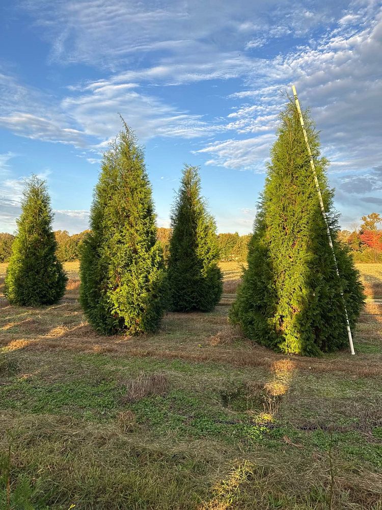 thuja-occidentalis-hetz-wintergreen-arborvitae-false-white-cedar