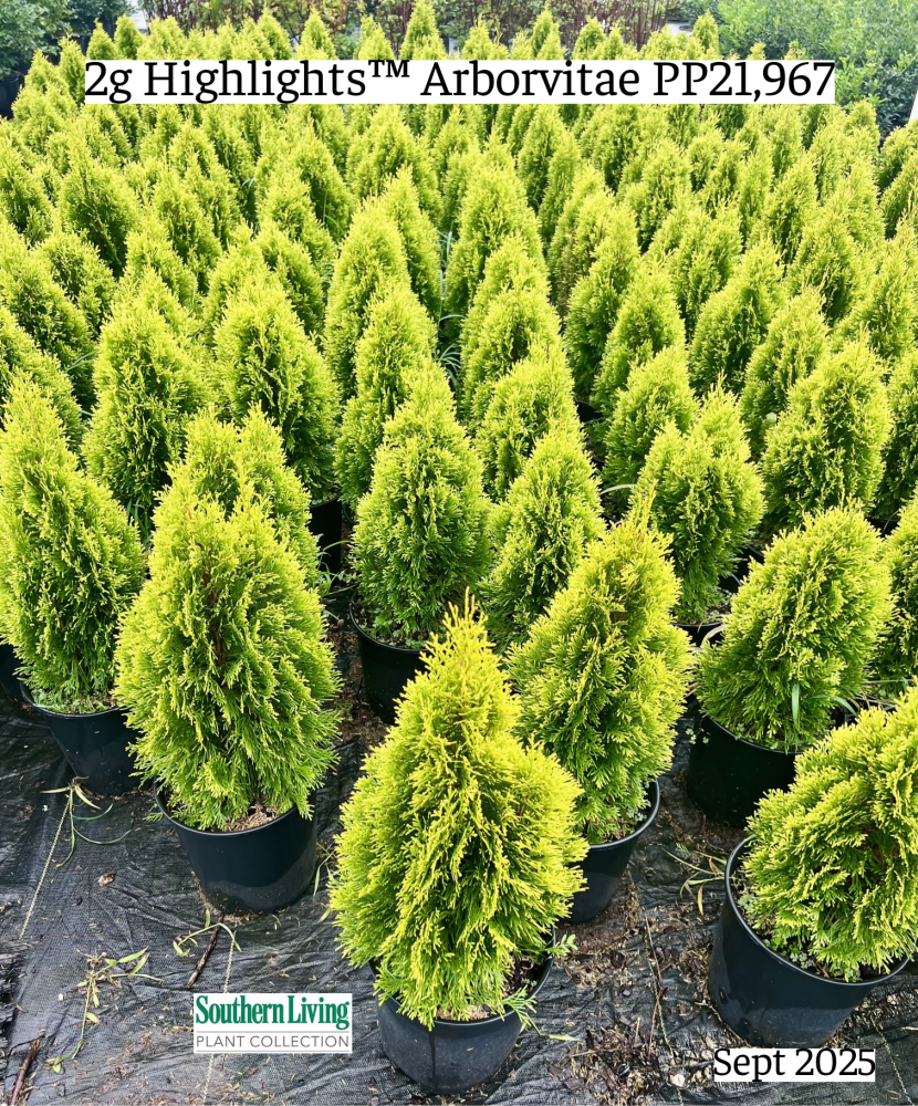 thuja-occidentalis-janed-gold-arborvitae-highlights-false-white-cedar