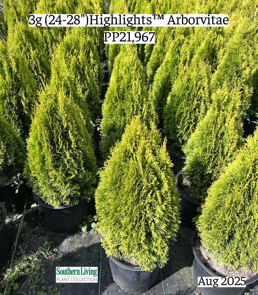 thuja-occidentalis-janed-gold-arborvitae-highlights-false-white-cedar
