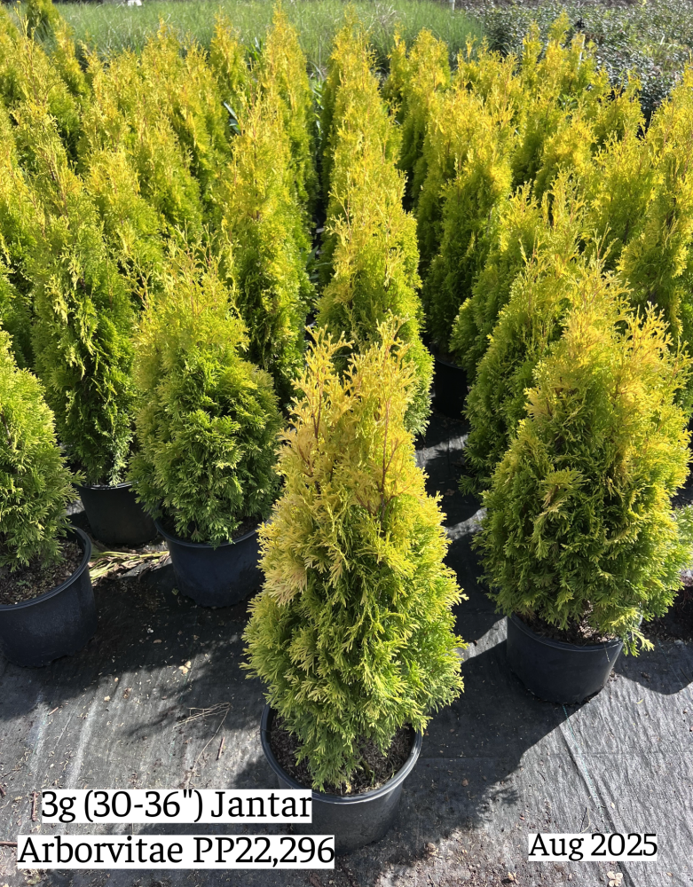 thuja-occidentalis-jantar-arborvitae-false-white-cedar