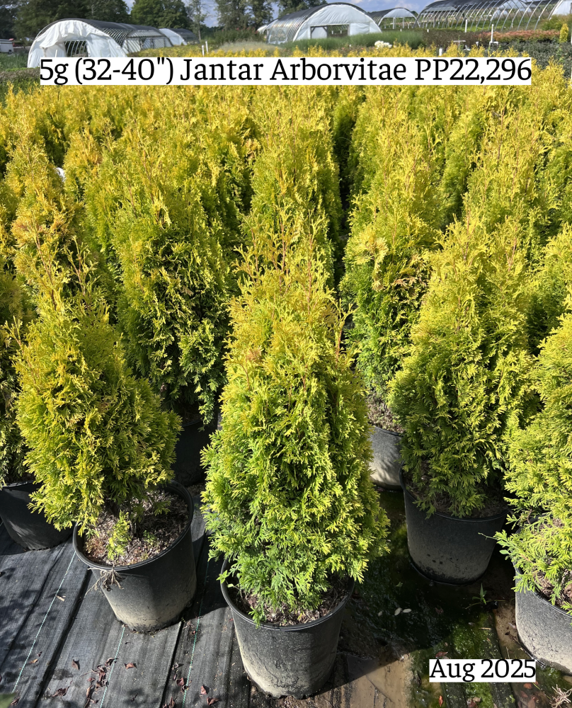 thuja-occidentalis-jantar-arborvitae-false-white-cedar