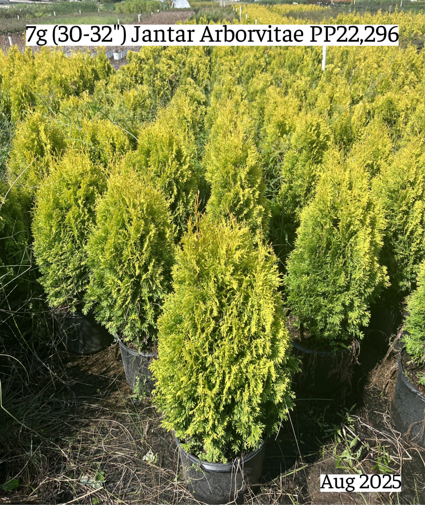 thuja-occidentalis-jantar-arborvitae-false-white-cedar