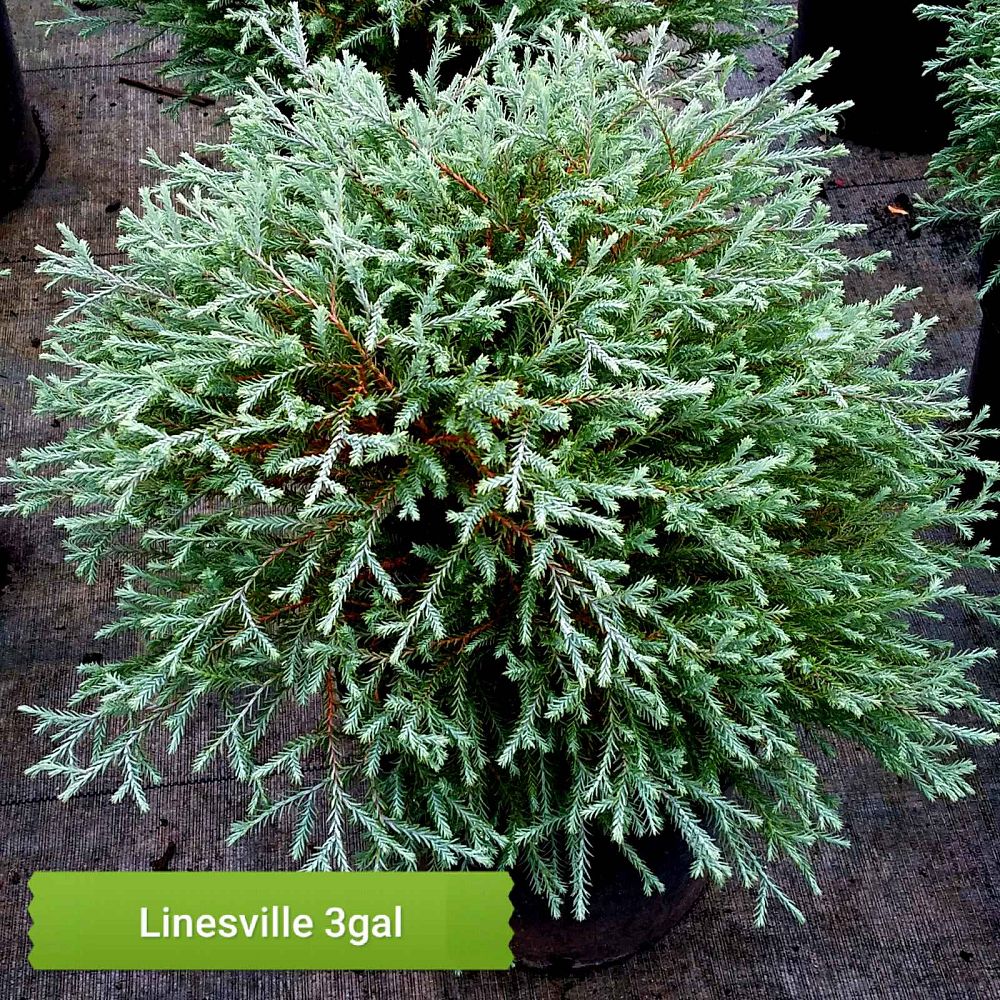 thuja-occidentalis-linesville-arborvitae-false-white-cedar