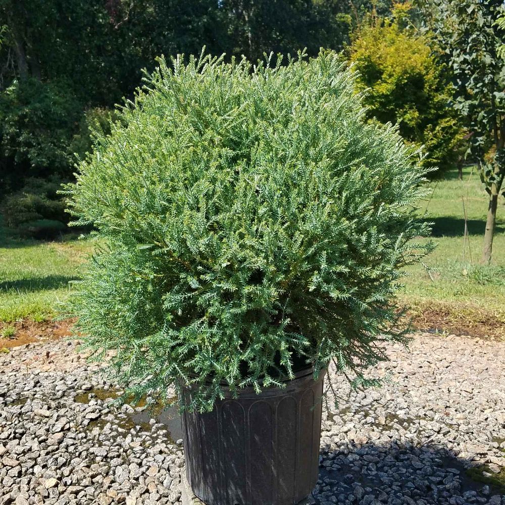 thuja-occidentalis-linesville-arborvitae-false-white-cedar