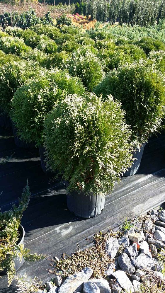 thuja-occidentalis-little-giant-arborvitae-false-white-cedar