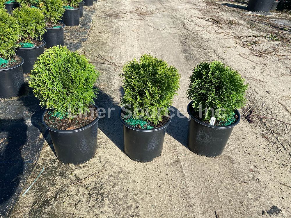 thuja-occidentalis-little-giant-arborvitae-false-white-cedar