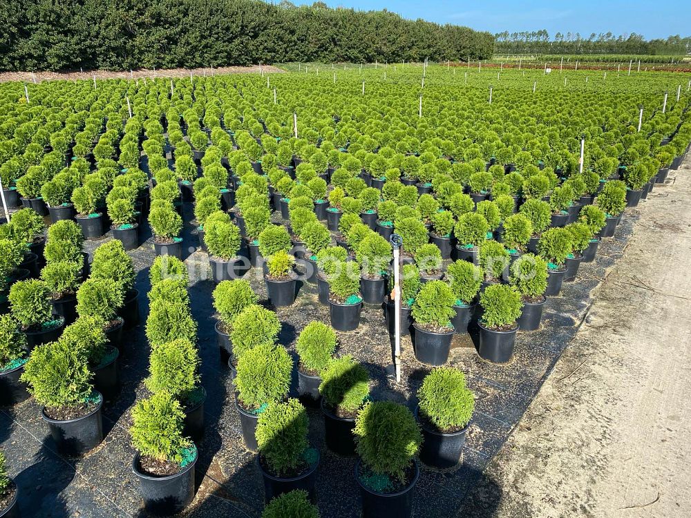 thuja-occidentalis-little-giant-arborvitae-false-white-cedar