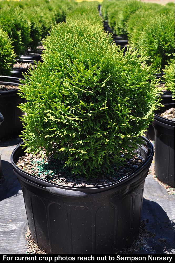 thuja-occidentalis-little-giant-arborvitae-false-white-cedar