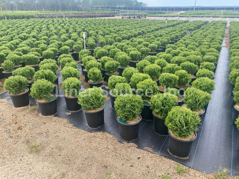 thuja-occidentalis-little-giant-arborvitae-false-white-cedar