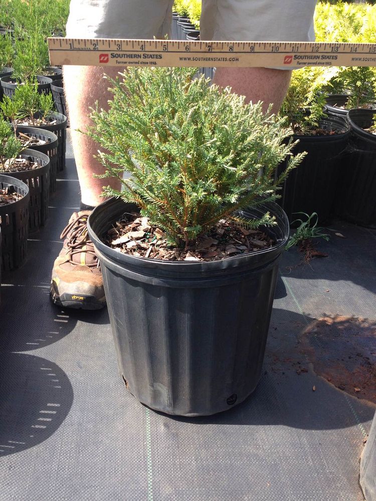 thuja-occidentalis-mr-bowling-ball-arborvitae-bobozam-false-white-cedar