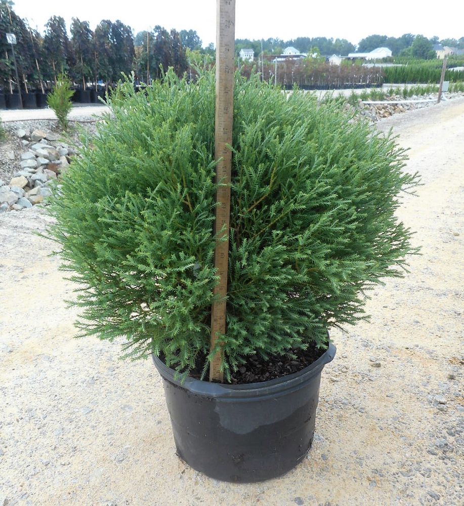 thuja-occidentalis-mr-bowling-ball-arborvitae-bobozam-false-white-cedar