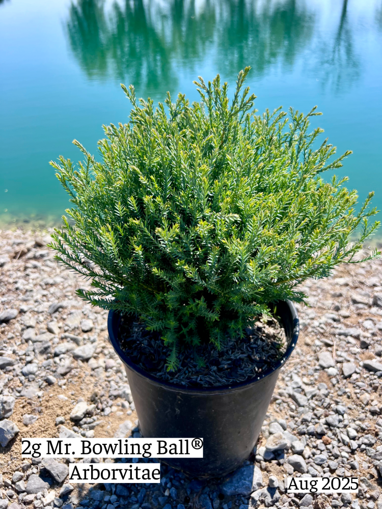 thuja-occidentalis-mr-bowling-ball-arborvitae-bobozam-false-white-cedar