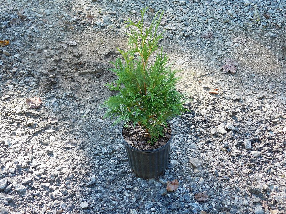 thuja-occidentalis-nigra-arborvitae-dark-american-false-white-cedar