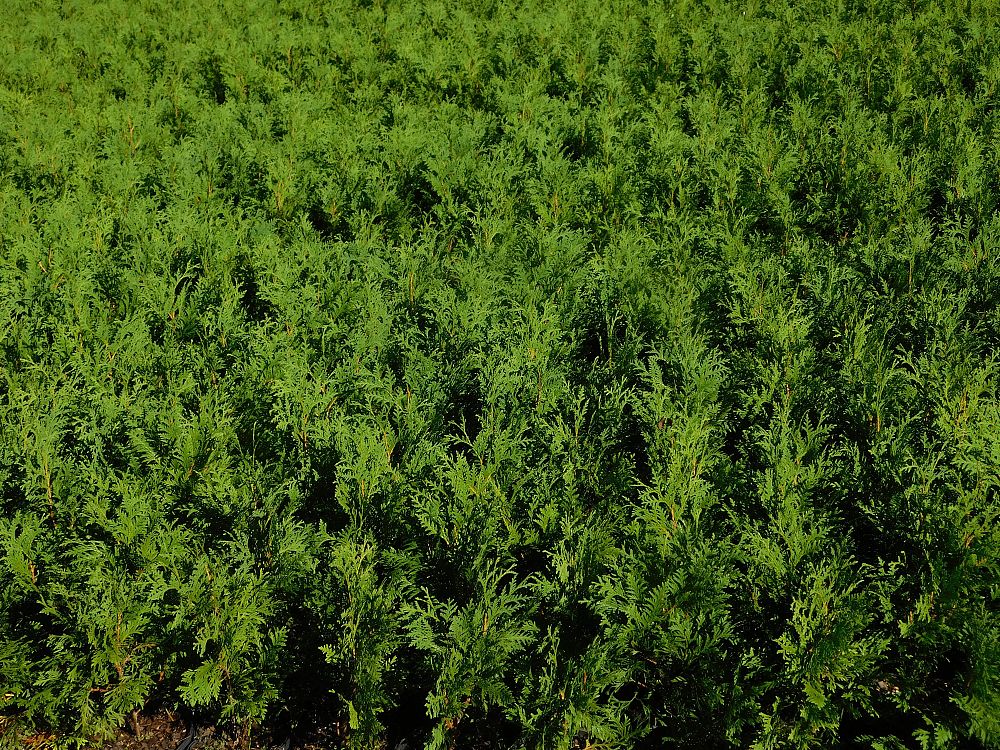 thuja-occidentalis-nigra-arborvitae-dark-american-false-white-cedar