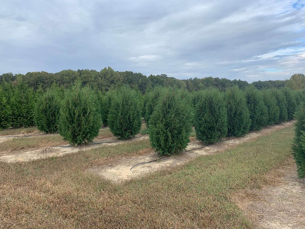 thuja-occidentalis-nigra-arborvitae-dark-american-false-white-cedar